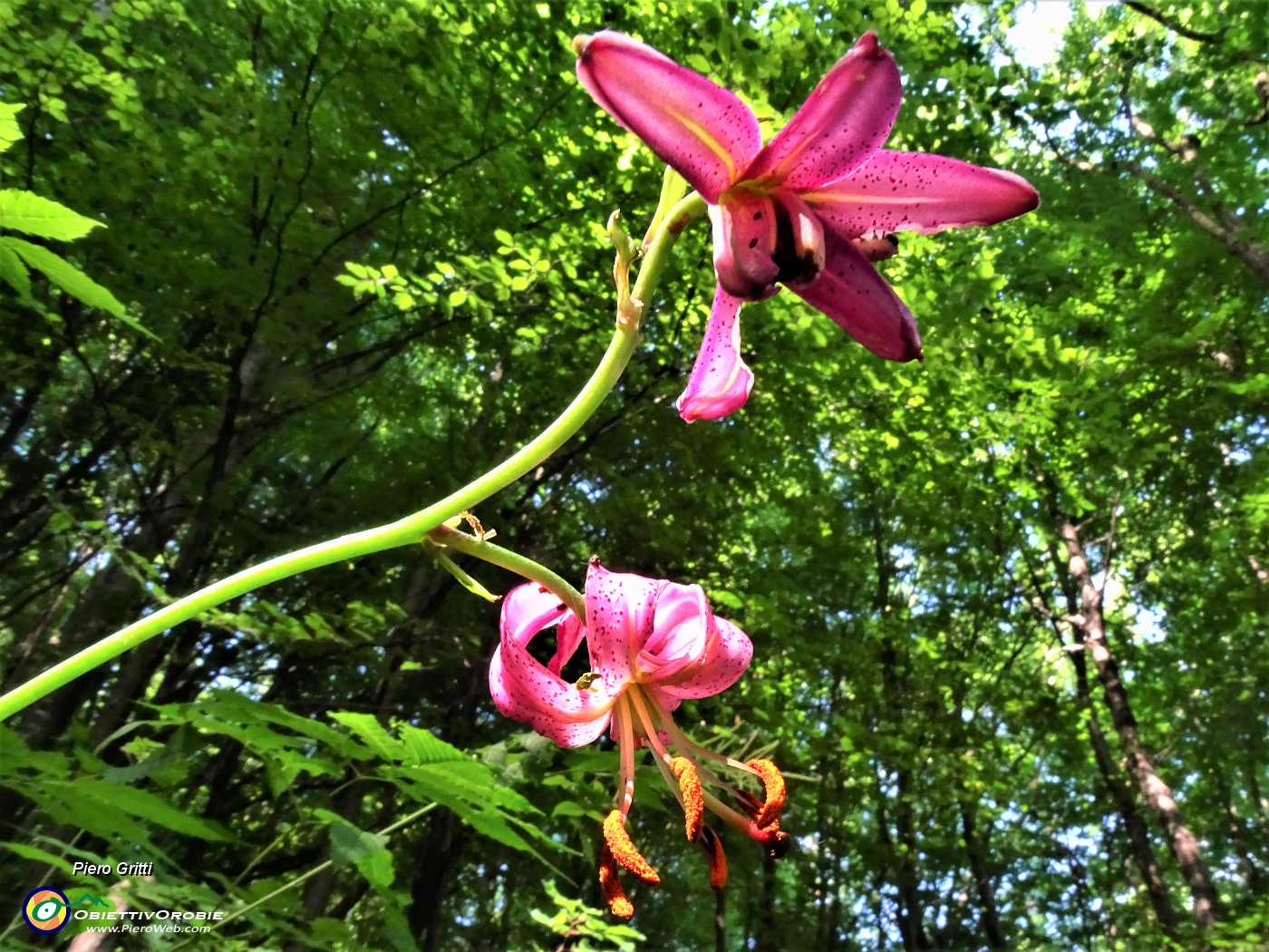 16 Lilium martagon (Giglio martagone).JPG